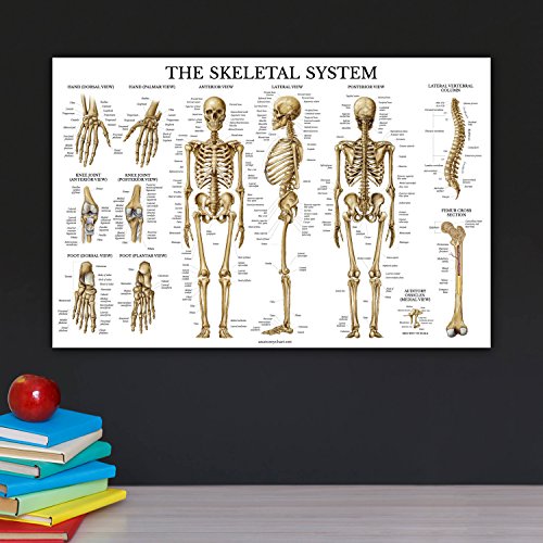 Csontrendszer Anatómiai Ábra - Laminált - Emberi Csontváz Poszter 18 x 27 (Vízszintes)