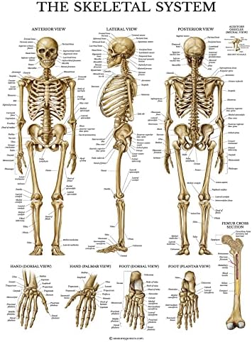 Palota Tanulási 2 Csomag Csontrendszer Anatómiai Poszter + Agy Anatómiai Ábra - Laminált