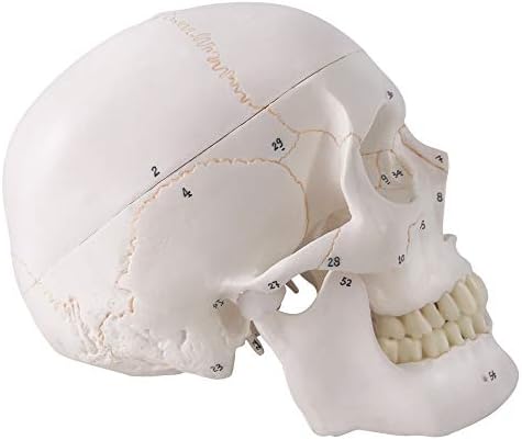 Generies 2021 Legújabb Design Emberi Koponya Anatómiai Modell,a Festett Varratok 54 Db Jelölt Számozott