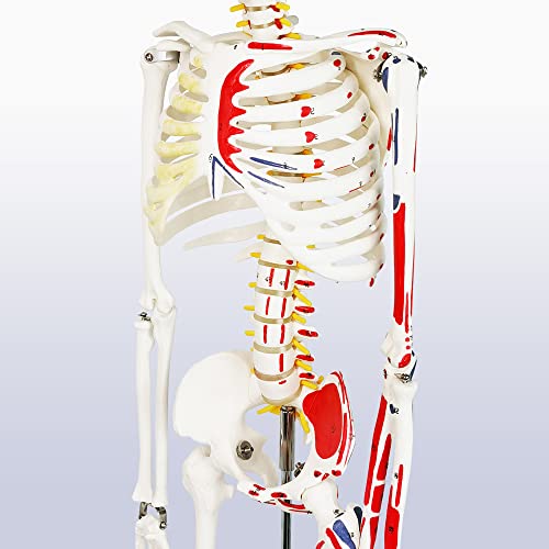 Evotech Számozott Mini Emberi Csontváz Modell Adottságok, 33.5 Emberi Csontváz Modell Izom Beszúrás vagy